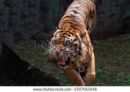 Divagate Sumatran Tiger 