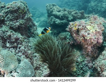 Dive At Alboom Reef Bahrain