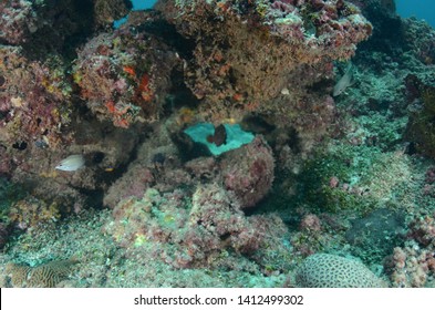 Dive At Alboom Reef Bahrain