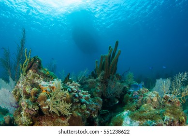 A Dive Boat Floats Above A Pristine Reef In Grand Cayman. Divers Are Enjoying The World Class Experience Of The Magical Underwater World Where Vibrant Coral Is Abundant