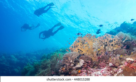 Dive Buddies Of Tubbataha Reef.