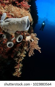 Dive At Bunaken Manado