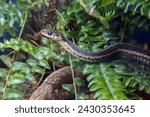 Dive into the world of the garter snake, a fascinating reptile contributing to environmental balance. Witness its sleek form and vital role in wildlife conservation.