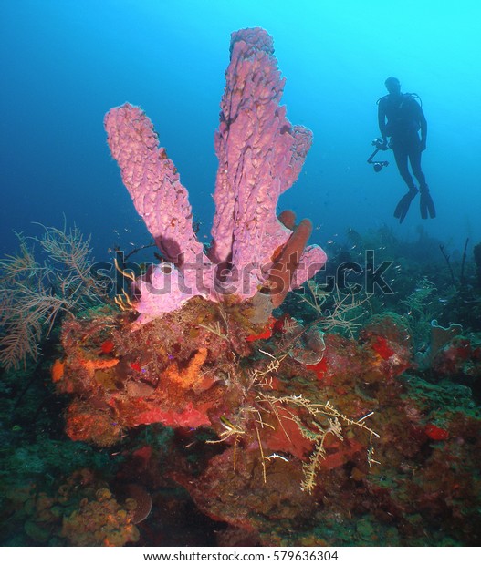 Diver Admires Pink Vase Sponge St Stock Photo Edit Now 579636304