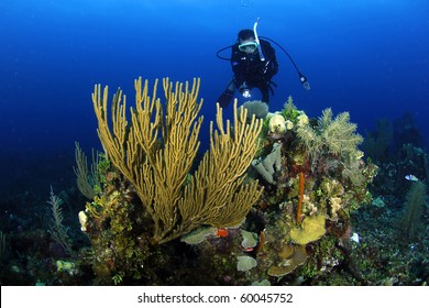 Diver At The Belize Barrier Reef