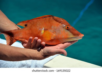 Diver Brought To The Boat Colorful Hog Fish