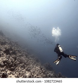 Diver, bubbles, and fish