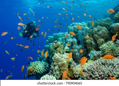 Diver Exploring A Coral Reef