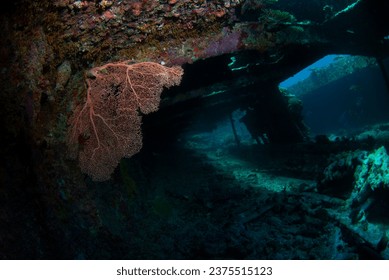 Diver exploring an old shipwreck covered with corals and gorgonians