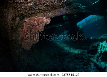 Diver exploring an old shipwreck covered with corals and gorgonians
