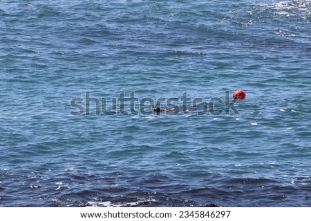 A diver fishing in the Atlantic Ocean