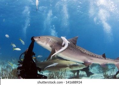 Diver Gives 10 Ft Tiger Shark Stock Photo 141688924 | Shutterstock