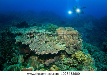 Diver and hardcoral field on a 30 years old lava flow in the Banda Sea at Banda Neira, Indonesia