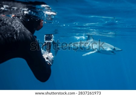 A diver holds a camera while observing a mako shark, Isurus oxyrinchus, as it swims in the clear waters of Baja California, Mexico. The diver closely watches the feeding actions of the shark, capturing the moment underwater. This scene takes place in a vibrant marine environment, showcasing the interaction between the diver and the shark. The diver remains cautious and respectful of the wildlife, observing the shark's behavior while documenting it.