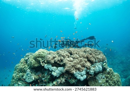 A diver interacts with marine life while exploring a vibrant coral reef underwater. Numerous fish swim around the coral, creating an active scene in clear water.