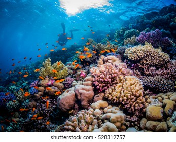 Diver Over The Coral Reef. Southern Red Sea. 