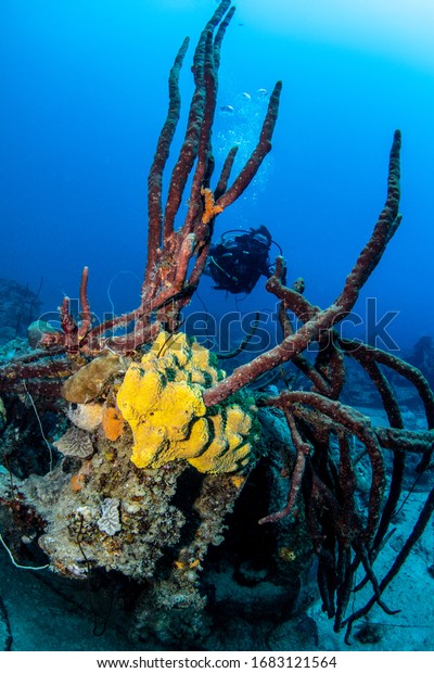 Diver posing behind a wreck underwater\
in the tropical Caribbean sea of the island\
Curaçao