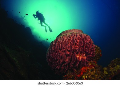 Diver Swim Over The Coral Reef At Surin Islands.