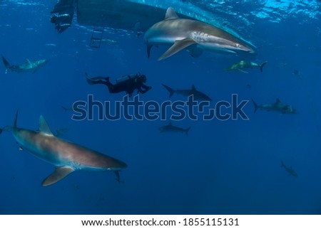 Diver swimming among a lot of silky sharks (Carcharhinus falciformis)