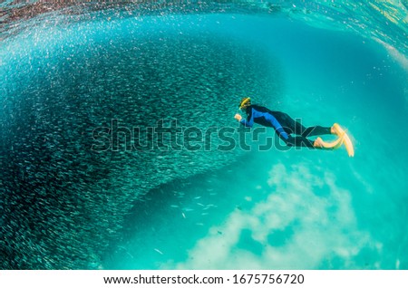 Diver swimming in a huge bait ball of tiny fish in clear shallow water