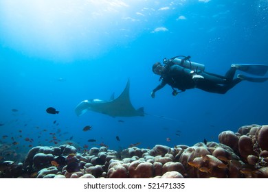 Diver Swimming With Manta Ray