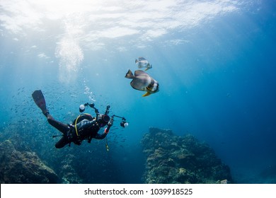 Diver taking picture Batfish with rays light ocean background.