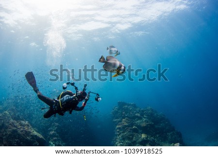 Diver taking picture Batfish with rays light ocean background.