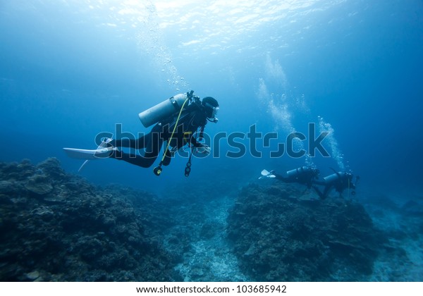 diver under the sea