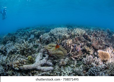 Diver Watching A Clown Fish Swim Over An Anenome