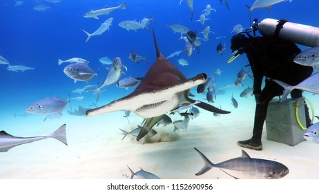 A diver while he feeds a shark surrounded by many fish in the ocean (sea). Concept: travel, holiday, passion
