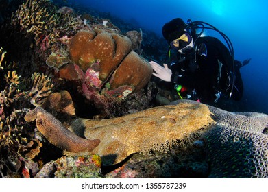 Diver And Wobbegong Shark