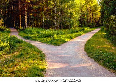 Divergence of directions. The wide path in the park is divided into two trails. Conceptual landscape.