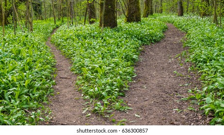Diverging paths in woodland, the less trodden path or the main path