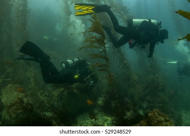 Divers In Kelp Forest