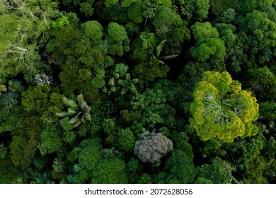 The diverse Amazon forest seen from above, a tropical forest canopy - Shutterstock ID 2072628056