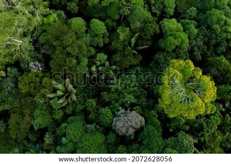 The diverse Amazon forest seen from above, a tropical forest canopy 商業照片 © 