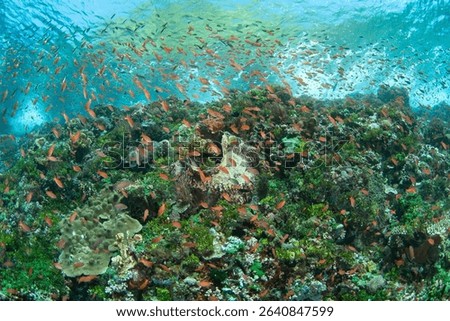 A diverse array of corals and colorful anthias thrive on a reef in the Pantar Strait, near the island of Alor, Indonesia. This tropical region harbors spectacular marine biodiversity.