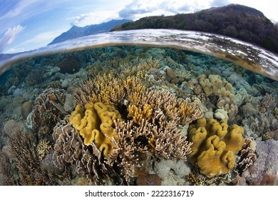 A diverse array of corals compete for space on a shallow, healthy reef near Alor, Indonesia. This area is within the Coral Triangle, a region known for its extraordinary marine biodiversity. - Shutterstock ID 2222316719