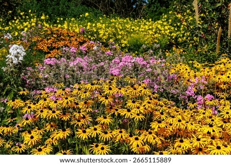 A diverse array of flowers in vibrant colors fills the garden, showcasing summer beauty under the bright sun in full bloom.