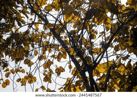 Diverse beauty of trees - From vibrant hues to textured backgrounds, discover the stunning variety of barren branches, textured leaves and lush foliage in different styles and colors.