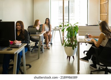 Diverse Female Workers In Their Office Sitting At Their Desks And Working In An All Women Workplace 