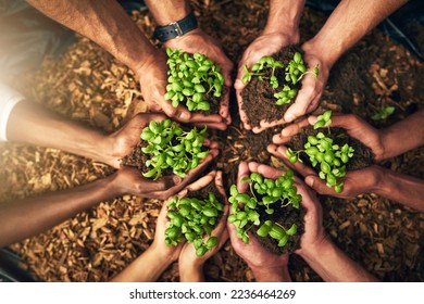Diverse group of people holding sustainable plants in an eco friendly environment for nature conservation. Closeup of hands planting in fertile soil for sustainability and organic farming