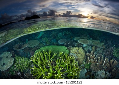 A Diverse And Healthy Coral Reef Grows In Shallow Water In Raja Ampat, Indonesia.  This Region Is Known For Its Spectacular Diving And High Marine Biological Diversity.