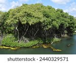 diverse mangrove ecosystem landscape at Rif Mangrove Park on the island of Curacao