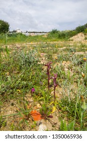 Diverse Mediterranean Garigue Or Phrygana, A Type Of Low, Soft-leaved Scrubland Ecoregion And Plant Community In The Mediterranean Forests, Woodlands, And Scrub Biome. Orchids On Soil Surface. 