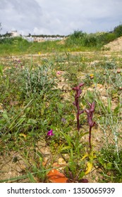 Diverse Mediterranean Garigue Or Phrygana, A Type Of Low, Soft-leaved Scrubland Ecoregion And Plant Community In The Mediterranean Forests, Woodlands, And Scrub Biome. Orchids On Soil Surface. 