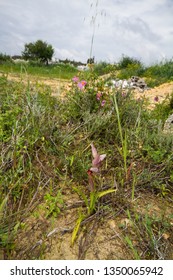 Diverse Mediterranean Garigue Or Phrygana, A Type Of Low, Soft-leaved Scrubland Ecoregion And Plant Community In The Mediterranean Forests, Woodlands, And Scrub Biome. Orchids On Soil Surface. 