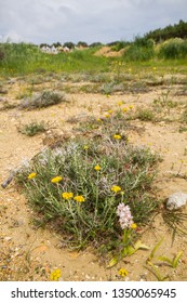 Diverse Mediterranean Garigue Or Phrygana, A Type Of Low, Soft-leaved Scrubland Ecoregion And Plant Community In The Mediterranean Forests, Woodlands, And Scrub Biome. Orchids On Soil Surface. 