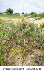 Diverse Mediterranean Garigue Or Phrygana, A Type Of Low, Soft-leaved Scrubland Ecoregion And Plant Community In The Mediterranean Forests, Woodlands, And Scrub Biome. Orchids On Soil Surface. 