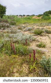 Diverse Mediterranean Garigue Or Phrygana, A Type Of Low, Soft-leaved Scrubland Ecoregion And Plant Community In The Mediterranean Forests, Woodlands, And Scrub Biome. Orchids On Soil Surface. 